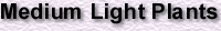 Medium Light Plants