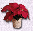 Pointsettia